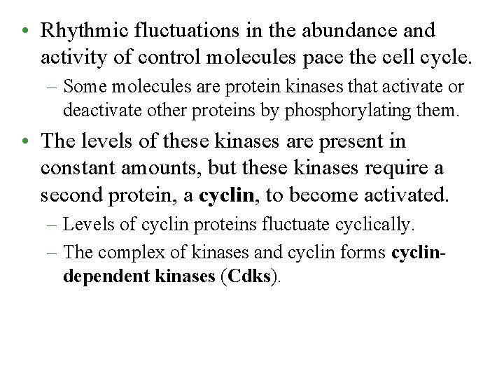  • Rhythmic fluctuations in the abundance and activity of control molecules pace the