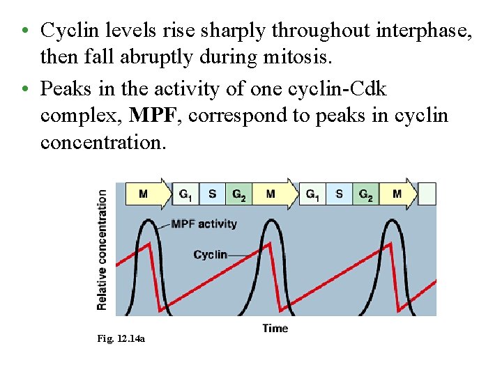  • Cyclin levels rise sharply throughout interphase, then fall abruptly during mitosis. •