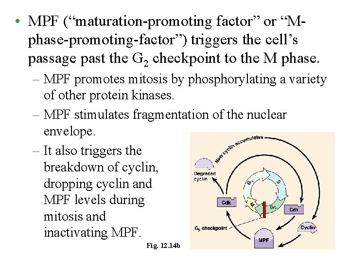  • MPF (“maturation-promoting factor” or “Mphase-promoting-factor”) triggers the cell’s passage past the G