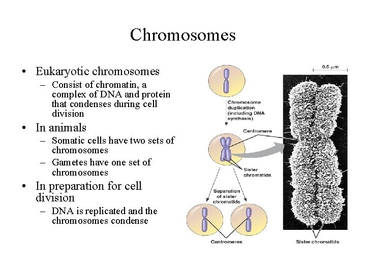 Chromosomes • Eukaryotic chromosomes – Consist of chromatin, a complex of DNA and protein