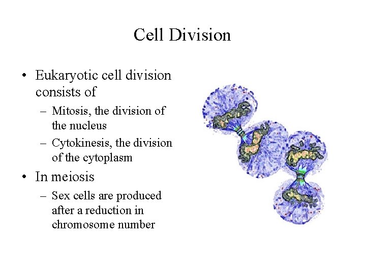 Cell Division • Eukaryotic cell division consists of – Mitosis, the division of the