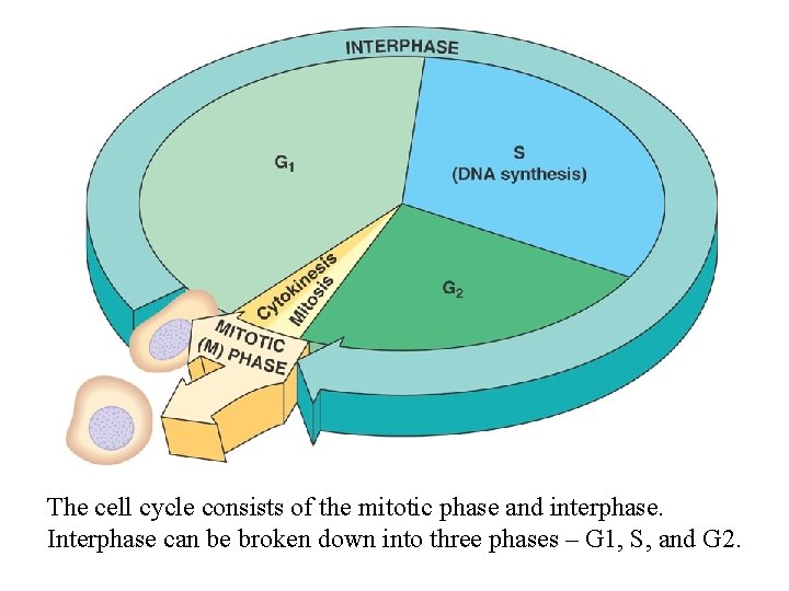 The cell cycle consists of the mitotic phase and interphase. Interphase can be broken