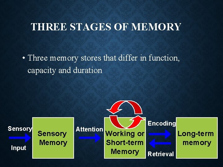 THREE STAGES OF MEMORY • Three memory stores that differ in function, capacity and