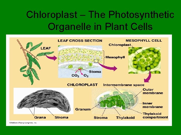 Chloroplast – The Photosynthetic Organelle in Plant Cells 