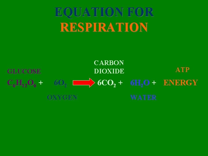 EQUATION FOR RESPIRATION CARBON DIOXIDE GLUCOSE C 6 H 12 O 6 + 6