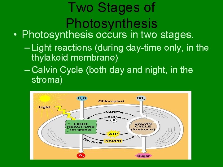 Two Stages of Photosynthesis • Photosynthesis occurs in two stages. – Light reactions (during