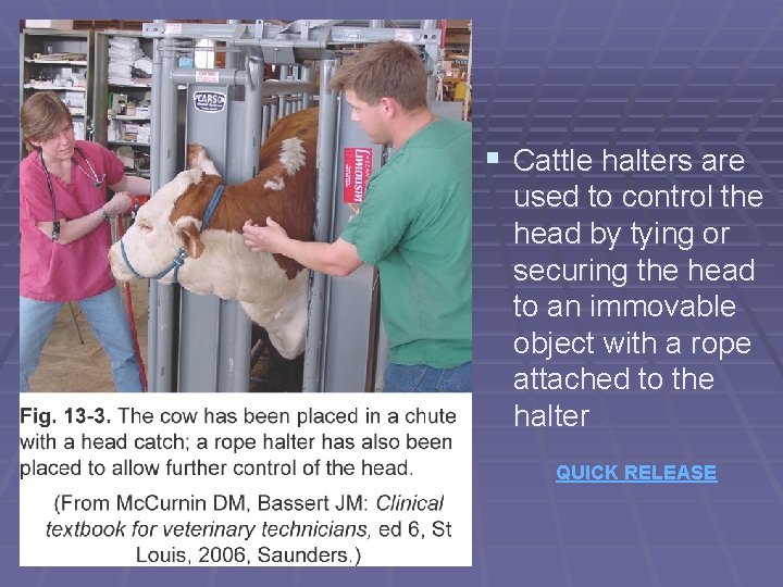 § Cattle halters are used to control the head by tying or securing the