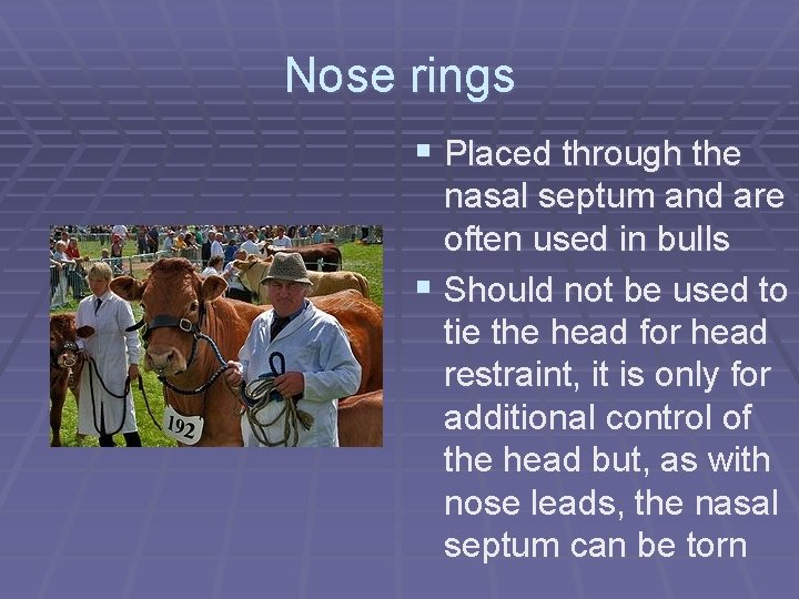 Nose rings § Placed through the nasal septum and are often used in bulls