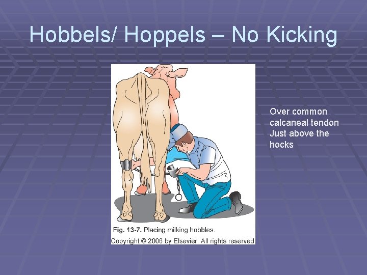 Hobbels/ Hoppels – No Kicking Over common calcaneal tendon Just above the hocks 