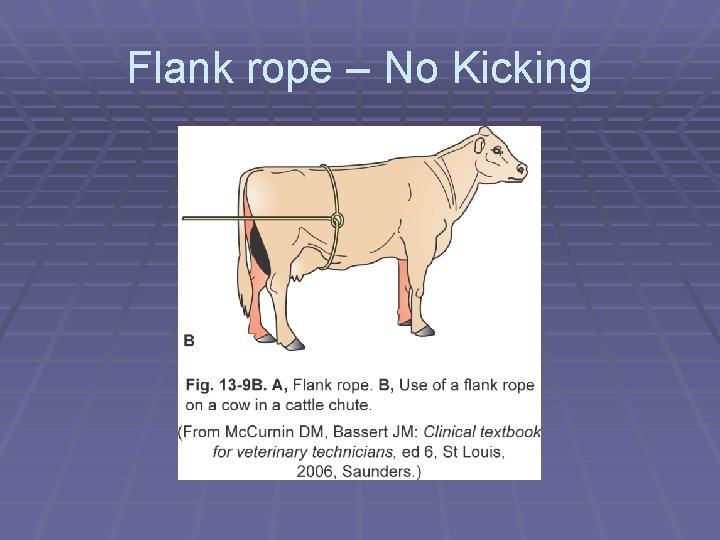 Flank rope – No Kicking 