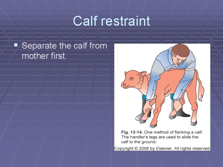 Calf restraint § Separate the calf from mother first. 