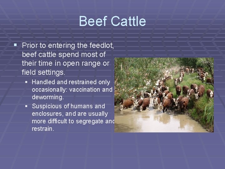 Beef Cattle § Prior to entering the feedlot, beef cattle spend most of their