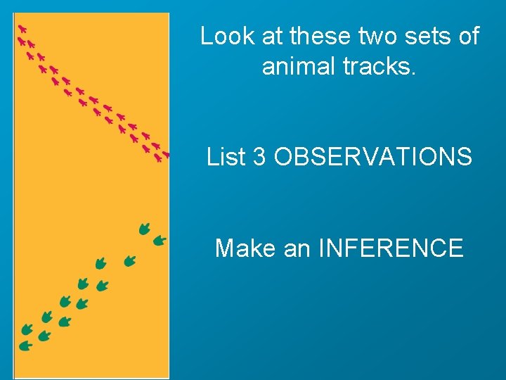 Look at these two sets of animal tracks. List 3 OBSERVATIONS Make an INFERENCE
