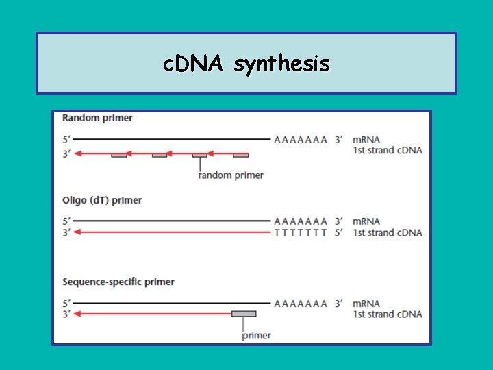 c. DNA synthesis 