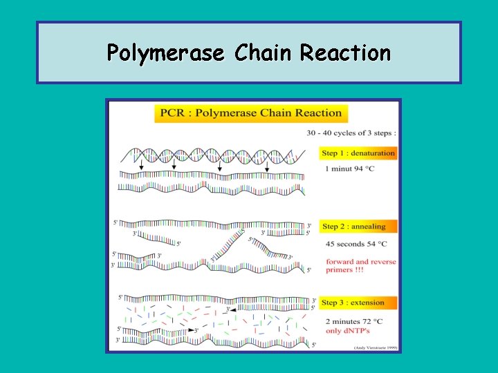 Polymerase Chain Reaction 