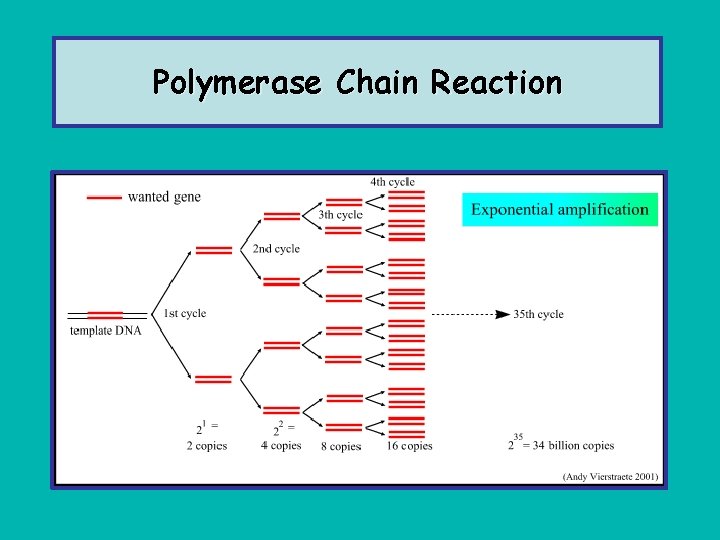 Polymerase Chain Reaction 
