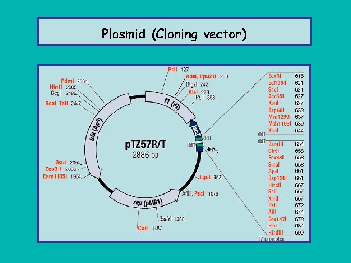 Plasmid (Cloning vector) 