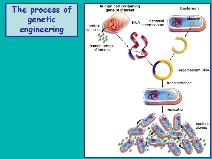 The process of genetic engineering 