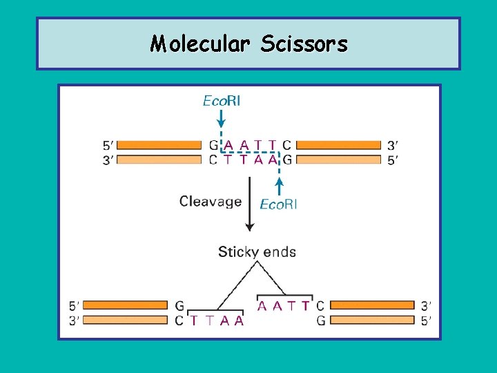 Molecular Scissors 