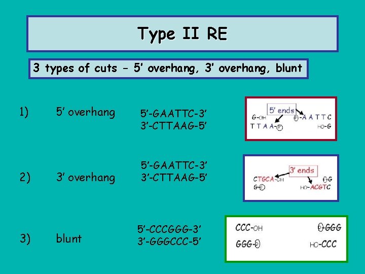 Type II RE 3 types of cuts - 5’ overhang, 3’ overhang, blunt 1)