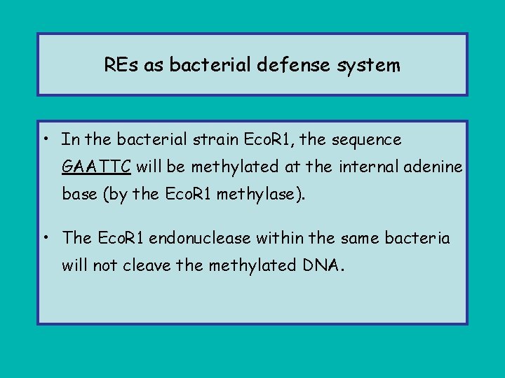 REs as bacterial defense system • In the bacterial strain Eco. R 1, the