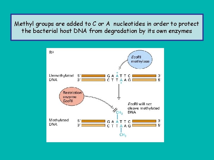 Methyl groups are added to C or A nucleotides in order to protect the