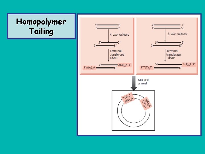 Homopolymer Tailing 