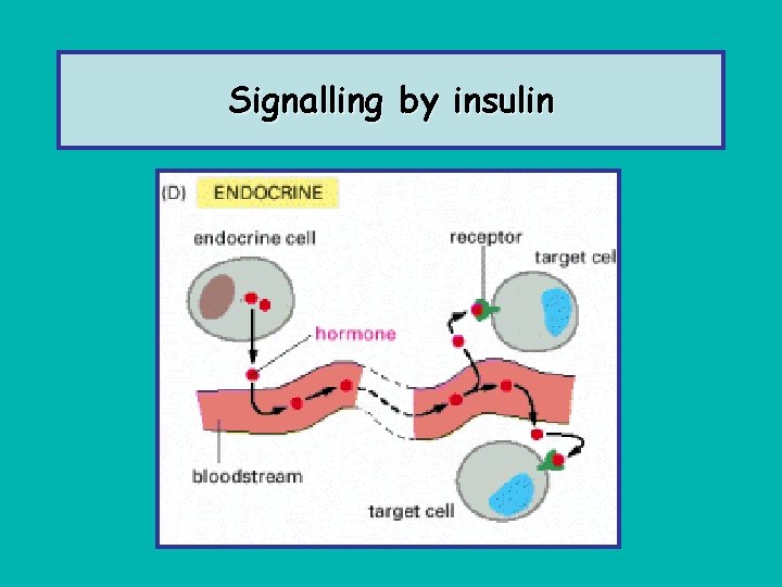 Signalling by insulin 