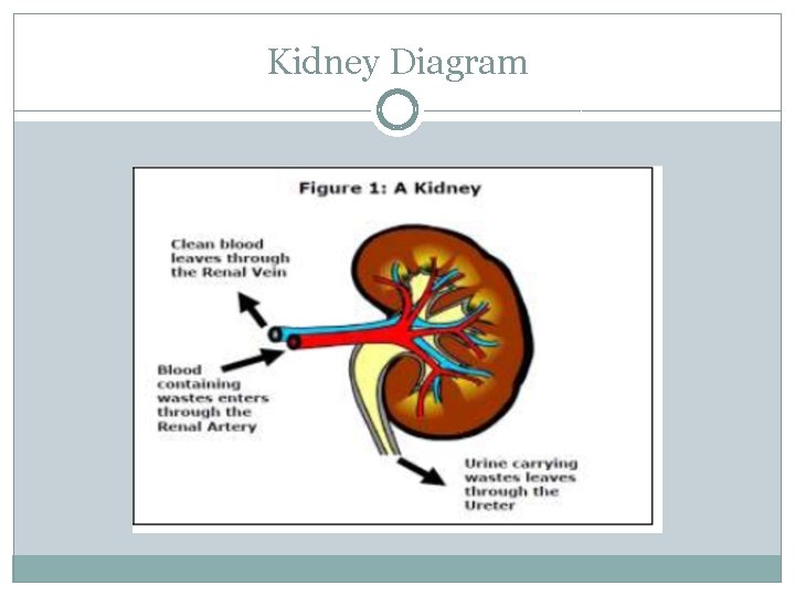 Kidney Diagram 