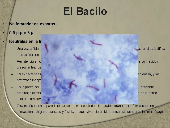 El Bacilo • No formador de esporas • 0, 5 μ por 3 μ