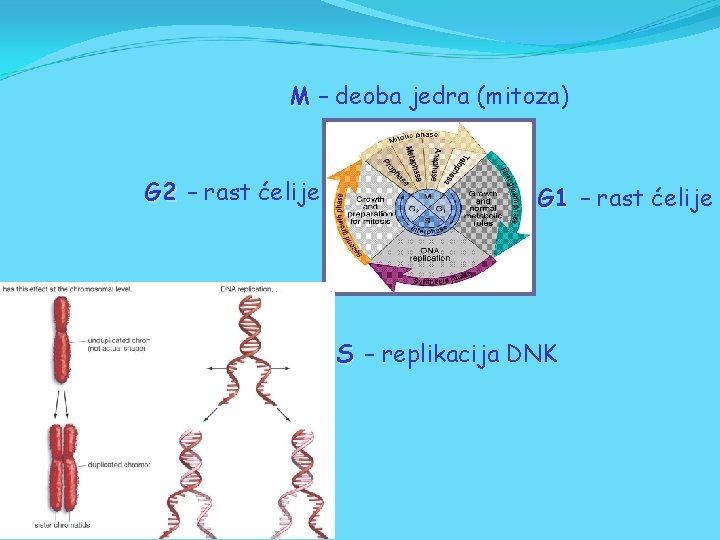 M – deoba jedra (mitoza) G 2 – rast ćelije G 1 – rast M – deoba jedra (mitoza) G 2 – rast ćelije G 1 – rast