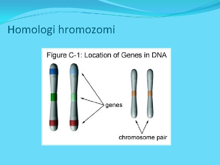 Homologi hromozomi 