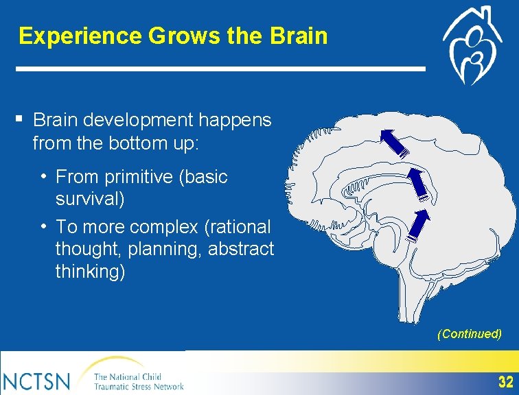 Experience Grows the Brain § Brain development happens from the bottom up: • From