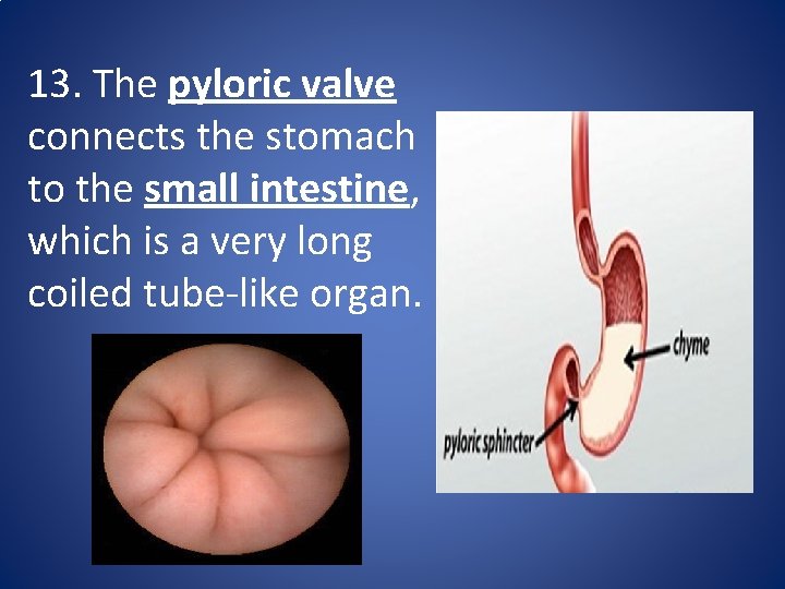 13. The pyloric valve connects the stomach to the small intestine, which is a