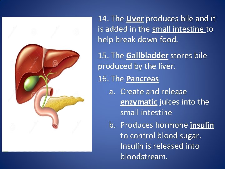 14. The Liver produces bile and it is added in the small intestine to
