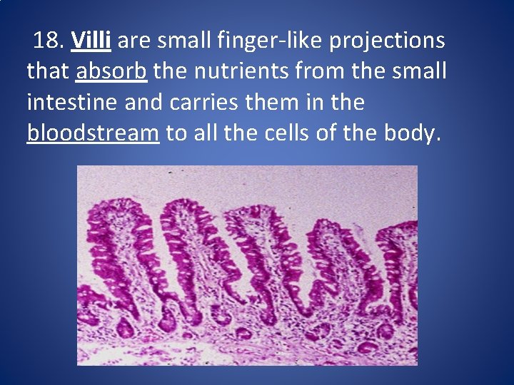 18. Villi are small finger-like projections that absorb the nutrients from the small intestine