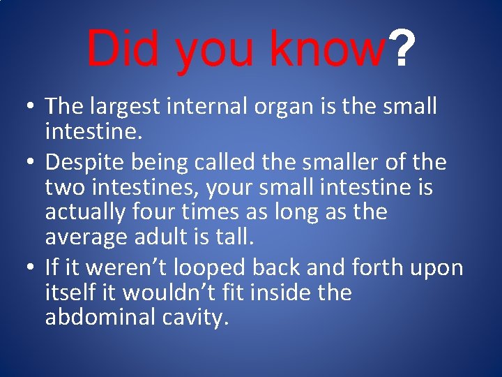 Did you know? • The largest internal organ is the small intestine. • Despite
