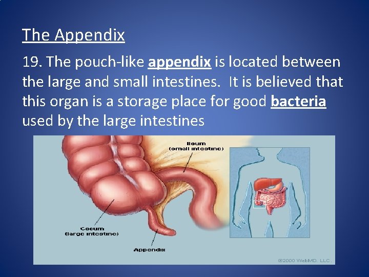 The Appendix 19. The pouch-like appendix is located between the large and small intestines.