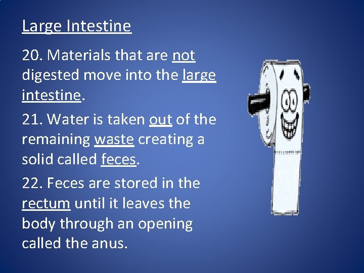 Large Intestine 20. Materials that are not digested move into the large intestine. 21.