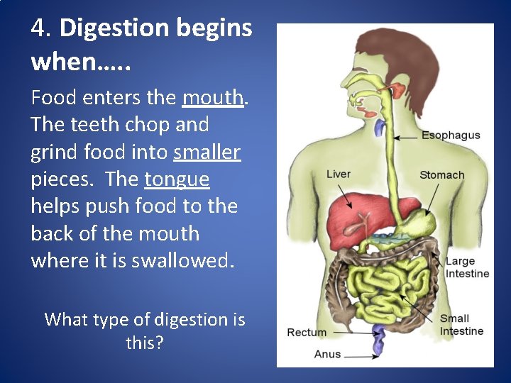 4. Digestion begins when…. . Food enters the mouth. The teeth chop and grind