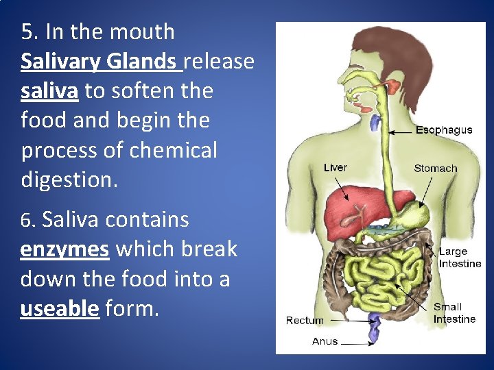 5. In the mouth Salivary Glands release saliva to soften the food and begin
