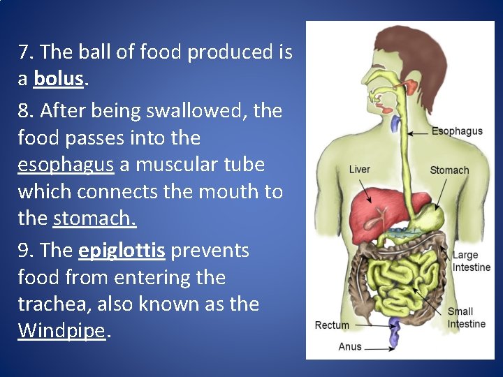 7. The ball of food produced is a bolus. 8. After being swallowed, the