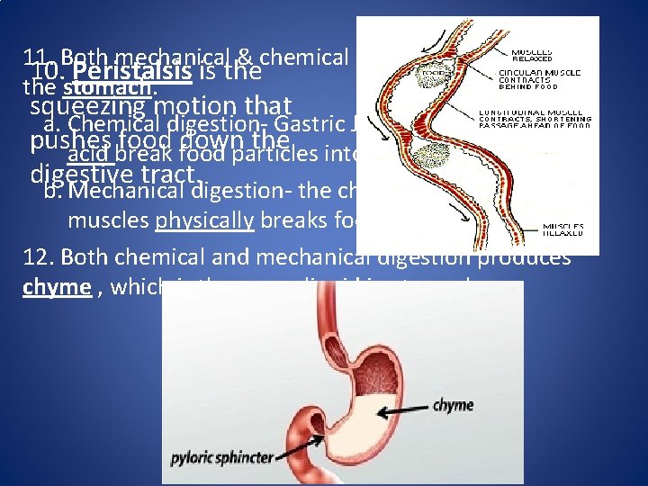 11. Both mechanical & chemical digestion takes place in 10. Peristalsis is the stomach.