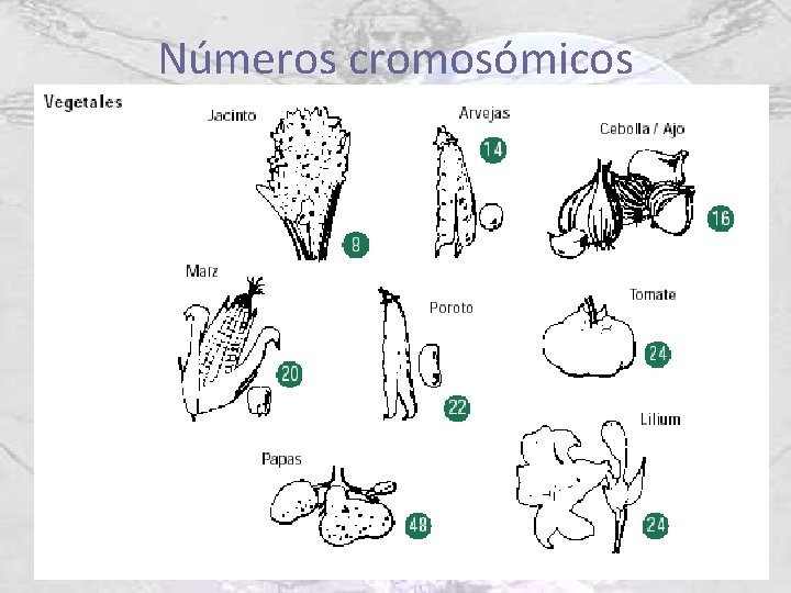 Números cromosómicos 