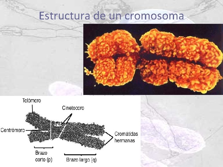 Estructura de un cromosoma 