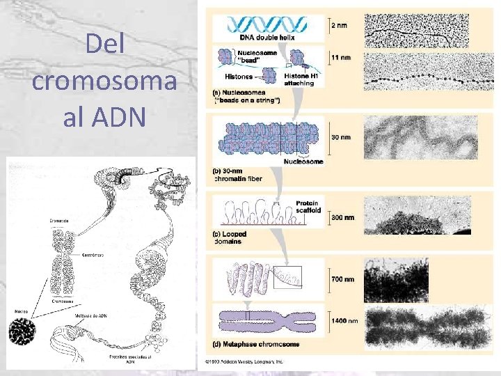 Del cromosoma al ADN 