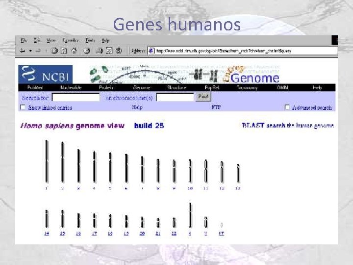 Genes humanos 