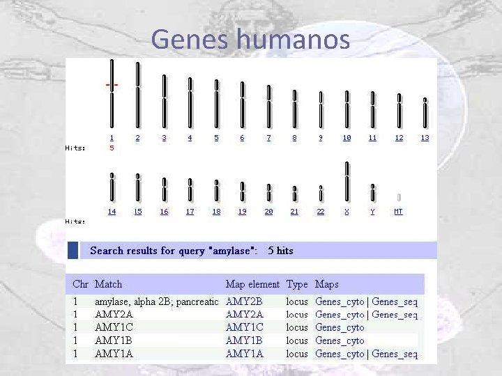 Genes humanos 