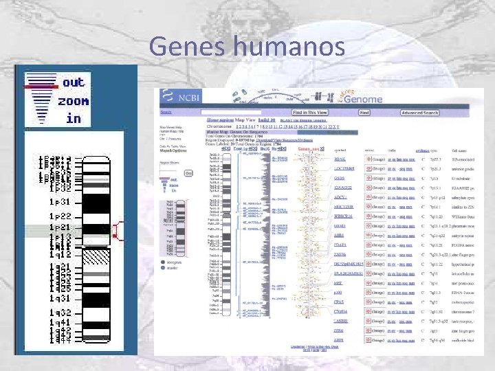 Genes humanos 