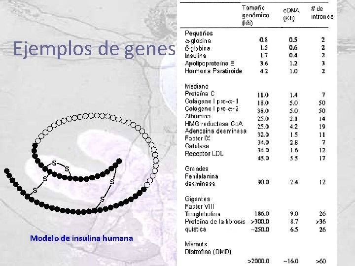 Ejemplos de genes Modelo de insulina humana 